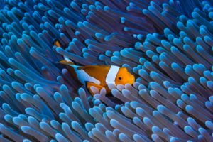 bright fish swimming among coral reefs in water